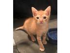 Adopt Brite a Orange or Red Tabby Domestic Mediumhair (medium coat) cat in