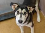 Adopt a Black - with White Husky / Mixed dog in Martinez, CA (34757390)