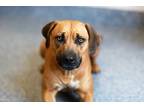 Adopt ANNIE a Brown/Chocolate Black Mouth Cur / Mixed dog in Grovetown
