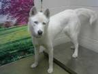 Adopt a White Husky / Mixed dog in Moreno Valley, CA (34757442)