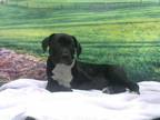 Adopt PEGGY SUE a Black - with White Labrador Retriever / American Pit Bull
