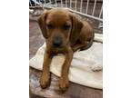 Adopt Hershey a Red/Golden/Orange/Chestnut Beagle / Hound (Unknown Type) / Mixed