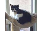 Adopt Emmy a Black & White or Tuxedo Domestic Shorthair (short coat) cat in