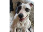 Adopt Chloe a White - with Gray or Silver American Staffordshire Terrier / Mixed