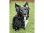 Adopt Bear a Black Labrador Retriever / Australian Cattle Dog / Mixed dog in