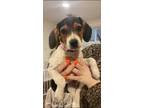 Adopt CC a Black Beagle / Hound (Unknown Type) / Mixed dog in South Elgin