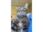 Adopt Sammie a Gray or Blue Domestic Longhair / Maine Coon / Mixed cat in