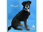 Adopt Mowgli A Black Labrador Retriever / Mixed Dog In Youngwood, PA (34756990)