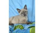 Adopt Kahlua a Cream or Ivory (Mostly) Siamese (short coat) cat in Danbury