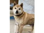 Adopt Dixie a Red/Golden/Orange/Chestnut Shiba Inu / Mixed dog in Windsor