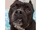 Adopt Kitana a Black American Pit Bull Terrier / Mixed dog in Norfolk