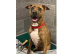 Adopt Dallas a Brindle American Pit Bull Terrier / Mixed dog in Cooperstown