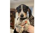 Adopt AJ a Black Beagle / Hound (Unknown Type) / Mixed dog in South Elgin