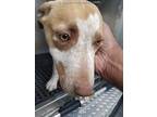Adopt A1148466 a White - with Brown or Chocolate Australian Cattle Dog / Mixed
