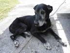 Adopt NANA a Black - with White Labrador Retriever / Mixed dog in Doral
