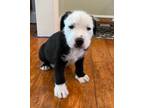 Adopt Emilio a Pit Bull Terrier / Mixed dog in Mipiltas, CA (34756684)