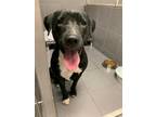 Adopt Bubblegum a Black American Pit Bull Terrier / Mixed dog in Jackson