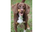 Adopt Brady a Brown/Chocolate - with White Beagle / Mixed dog in Ocean Springs