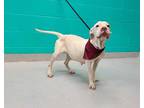 Adopt POPPY a White - with Brown or Chocolate American Staffordshire Terrier /