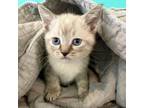 Adopt St. Thomas A Gray Or Blue Siamese / Mixed Cat In Huntsville, AL (34756595)