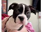 Adopt SHAY a Boston Terrier / Mixed dog in Little Rock, AR (34756515)