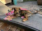 Adopt Olca a Brown/Chocolate Labrador Retriever dog in Toronto, ON (34756513)