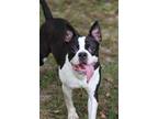 Adopt Kong a Black - with White Boston Terrier / Mixed dog in Ocean Springs