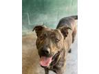 Adopt Flapjack a Brindle American Pit Bull Terrier / Mixed dog in Leitchfield
