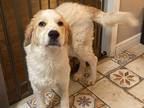 Adopt Velma a White St. Bernard dog in Vail, AZ (34754919)