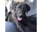 Adopt Mulligan a Black Labrador Retriever dog in Vail, AZ (34754918)