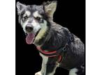 Adopt Mally a Black - with White Alaskan Malamute / Mixed dog in Vail