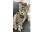 Adopt Aria a Brown Tabby Domestic Shorthair cat in Union Grove, WI (34754893)