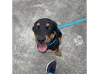 Adopt Moose a Tan/Yellow/Fawn Rottweiler / Mixed dog in Chesapeake