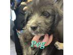 Adopt Peg a Black - with White Border Collie / Shepherd (Unknown Type) dog in