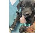 Adopt Pillar a Black - with White Border Collie / Shepherd (Unknown Type) dog in