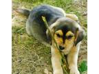 Adopt Kenny a Labrador Retriever dog in Hudson, NH (34753350)