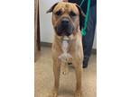 Adopt Achilles a Tan/Yellow/Fawn - with White Mastiff / Mixed dog in