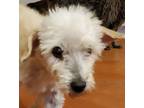 Adopt MITA a White - with Tan, Yellow or Fawn Poodle (Miniature) / Chinese