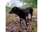 Adopt Shadow a Black Labrador Retriever / Mixed dog in Cooper City