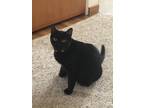 Adopt Kia a All Black American Shorthair / Mixed (medium coat) cat in Meadville