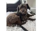 Adopt Walter a Black Poodle (Miniature) dog in Orlando, FL (34756219)