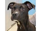 Adopt Dodie a Black Mixed Breed (Medium) / Mixed dog in Lansing, MI (34756216)