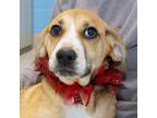 Adopt Daphne a Tan/Yellow/Fawn Mixed Breed (Large) / Mixed dog in Lansing