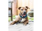 Adopt Joe a Brown/Chocolate American Pit Bull Terrier / Mixed dog in Washington
