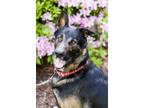 Adopt Eddie a Black - with Tan, Yellow or Fawn German Shepherd Dog dog in