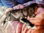 Adopt Maggie a Black Labrador Retriever / Mixed dog in South Elgin