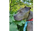 Adopt Dynamo a Gray/Blue/Silver/Salt & Pepper American Pit Bull Terrier / Mixed