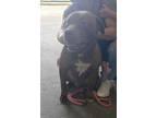 Adopt Coco a Brown/Chocolate Labrador Retriever / Mixed dog in Walterboro