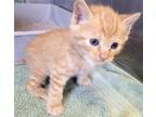 Adopt PUDDING* a Orange or Red Tabby Domestic Shorthair / Mixed (short coat) cat