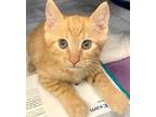 Adopt CUPCAKE* a Orange or Red Tabby Domestic Shorthair / Mixed (short coat) cat